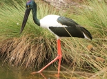 Black necked stork. Courtesy SWALSC