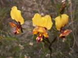 Donkey orchid. Courtesy SWALSC