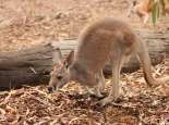 Grey kangaroo. Courtesy SWALSC