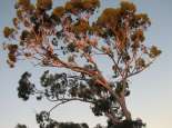 Gum tree at sunset. Courtesy SWALSC