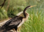 Litte pied cormorant shag. Courtesy SWALSC