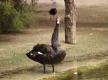 Maali (black swan). Courtesy SWALSC