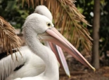 Pelican. Courtesy SWALSC
