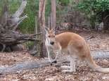 Red Kangaroo. Courtesy SWALSC