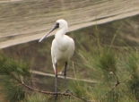 Spoonbills. Courtesy SWALSC