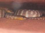 Noorn (Woma) - snake. Courtesy SWALSC