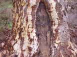 Scar tree. Courtesy SWALSC