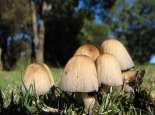 Mushrooms. Courtesy Dave Clarke, flickr, http://flic.kr/p/fCsnC