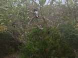 Kulbardi (Magpie). Courtesy SWALSC