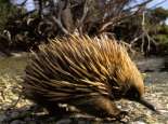 Nyingarn (Echidna) Courtesy SWALSC