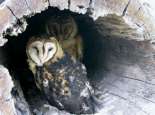 Owls. Courtesy SWALSC