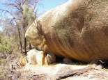 Mulka\'s Cave, Hyden. Courtesy SWALSC