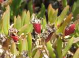 Noongar bushfood. Courtesy SWALSC