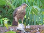 Sparrow hawk. Courtesy Brookmans park newsletter, flickr, http://flic.kr/p/bq8jM2