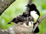 Djitty djitty (Willie Wagtail). Courtesy Canberra Ornithologists