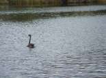 Derbarl Yiragan (Swan River), Perth. Courtesy SWALSC